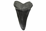 Fossil White Shark Tooth - South Carolina #376004-1